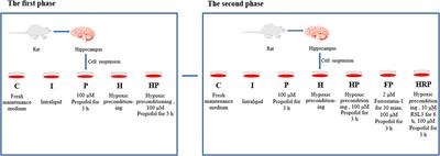 Role of ferroptosis in hypoxic preconditioning to reduce propofol neurotoxicity